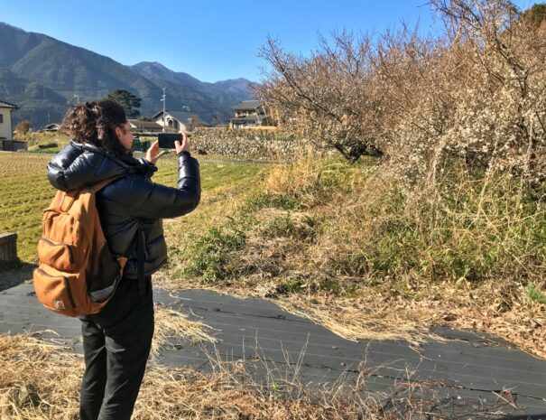 A tourist taking a photo of plum blossoms