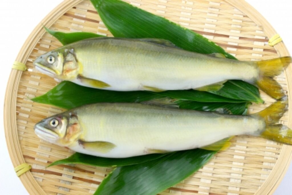 Why Don't You Taste Ayu (Sweetfish)? - The Most Precious & Unique