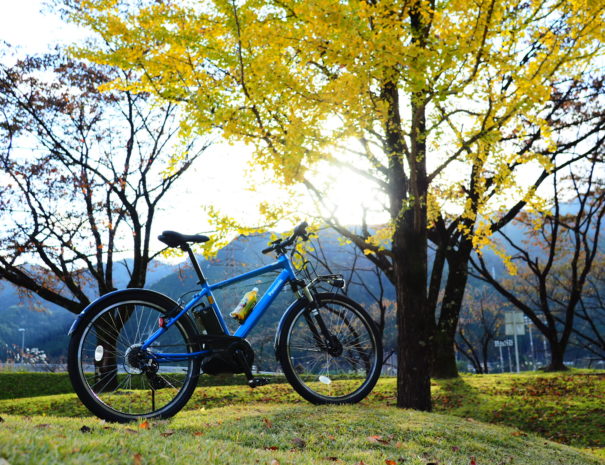 光が差し込む銀杏の木と電動自転車