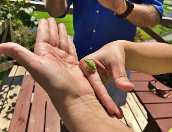 A tiny frog placed on the finger