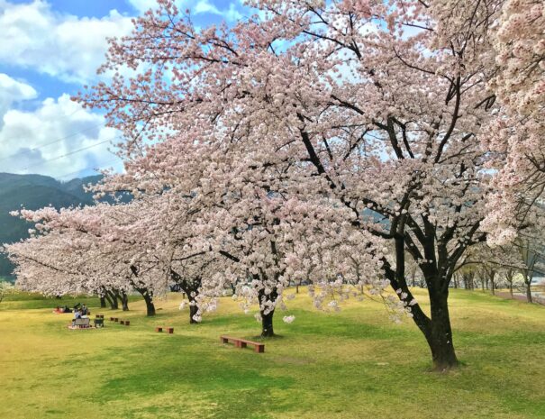 満開に咲き誇る桜