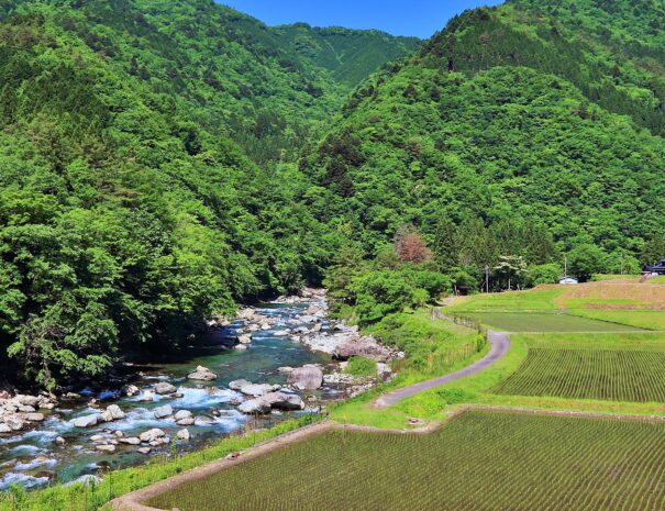 Marvelous scenery of rice field, river and forests