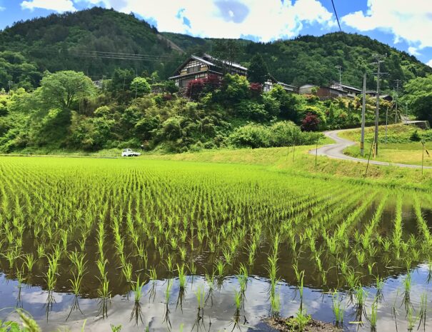 Beautiful rice field in Maze village